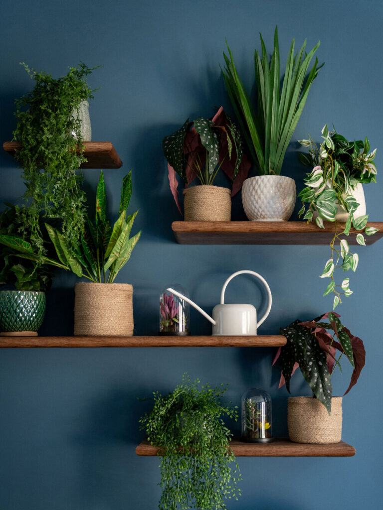 guide for indoor plants