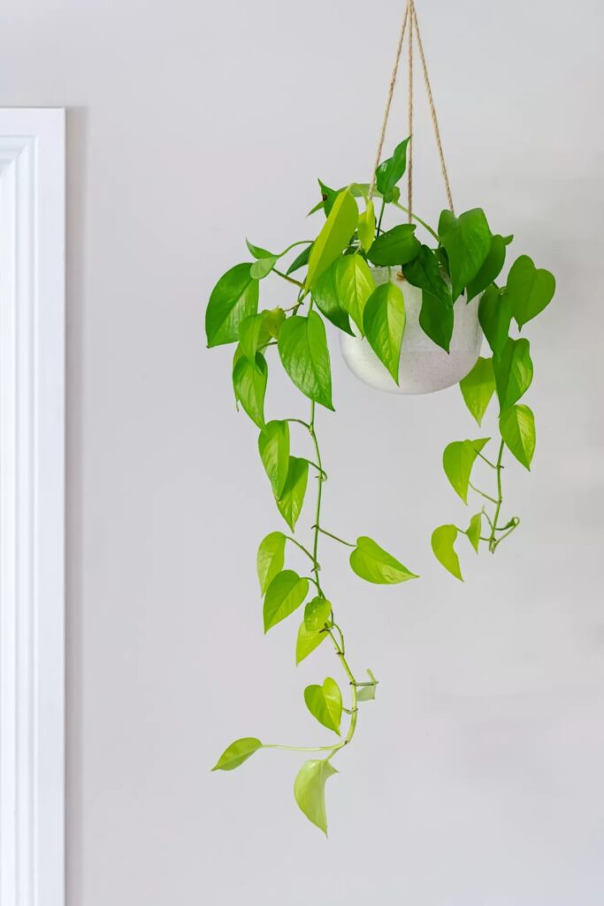 guide for indoor plants